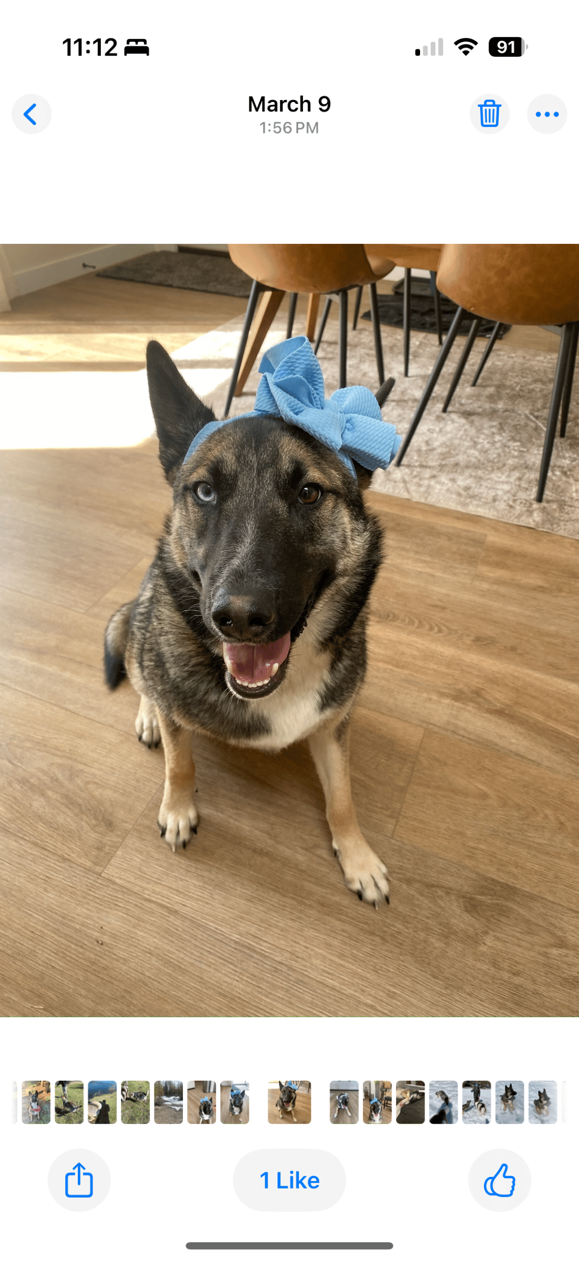 Beautiful Bonnie is looking for her forever home!