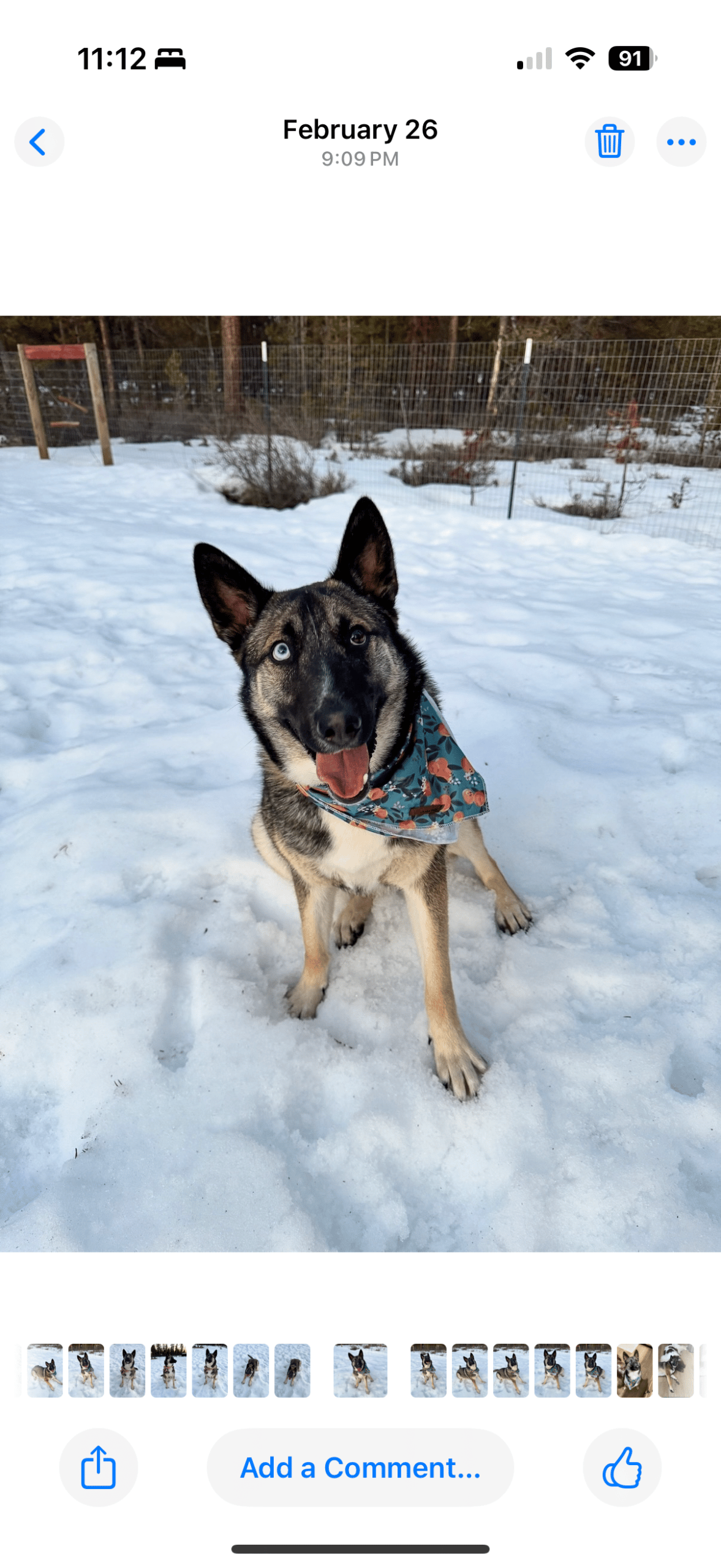 Beautiful Bonnie is looking for her forever home!