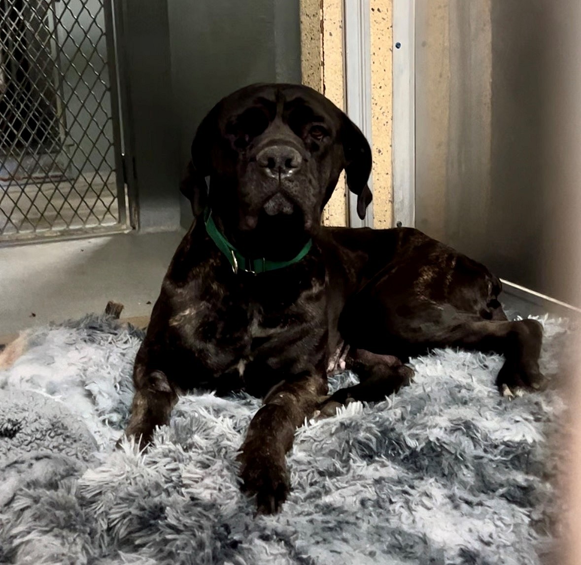 Dog up for Adoption