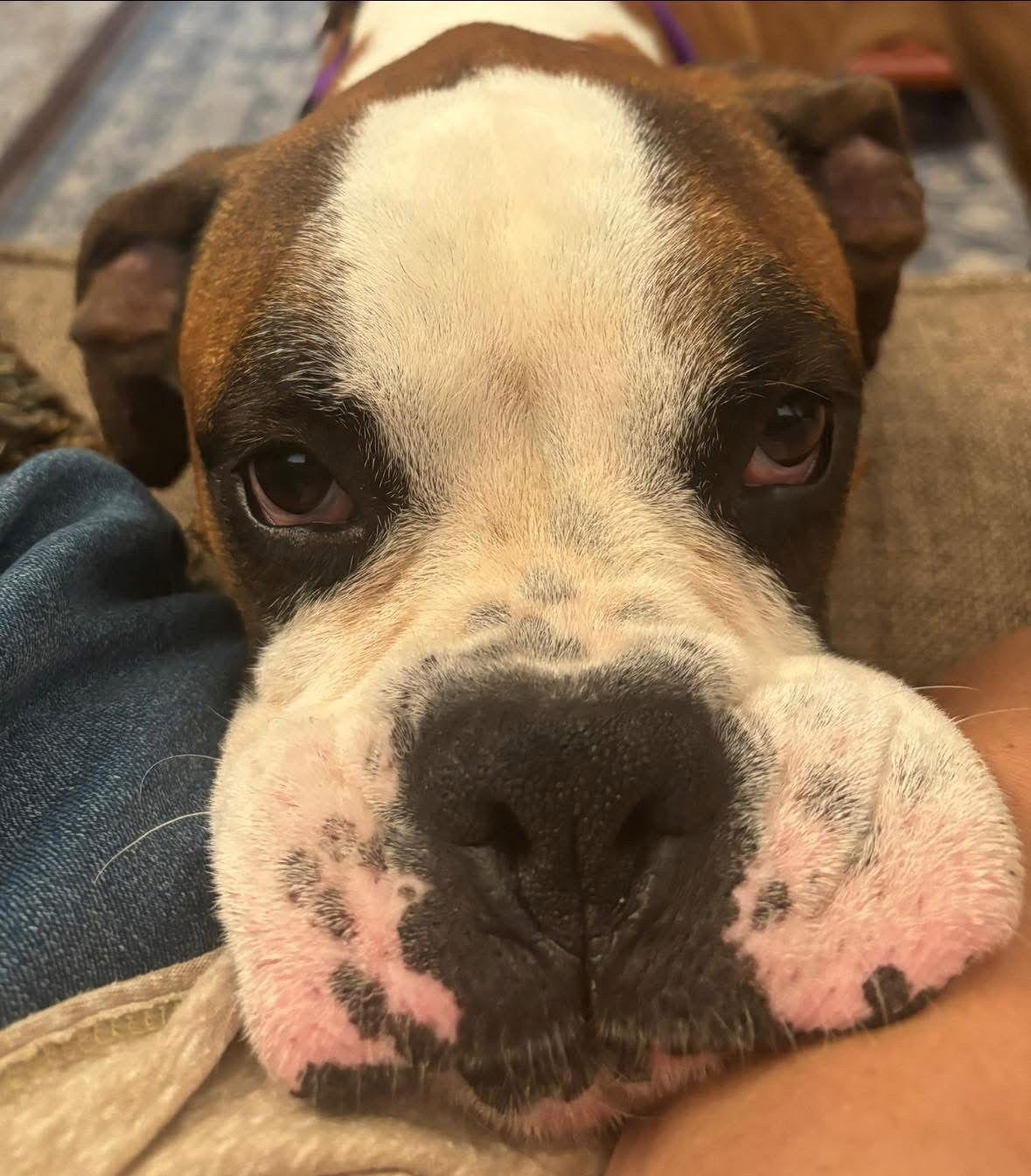 AXELROD - Boxer