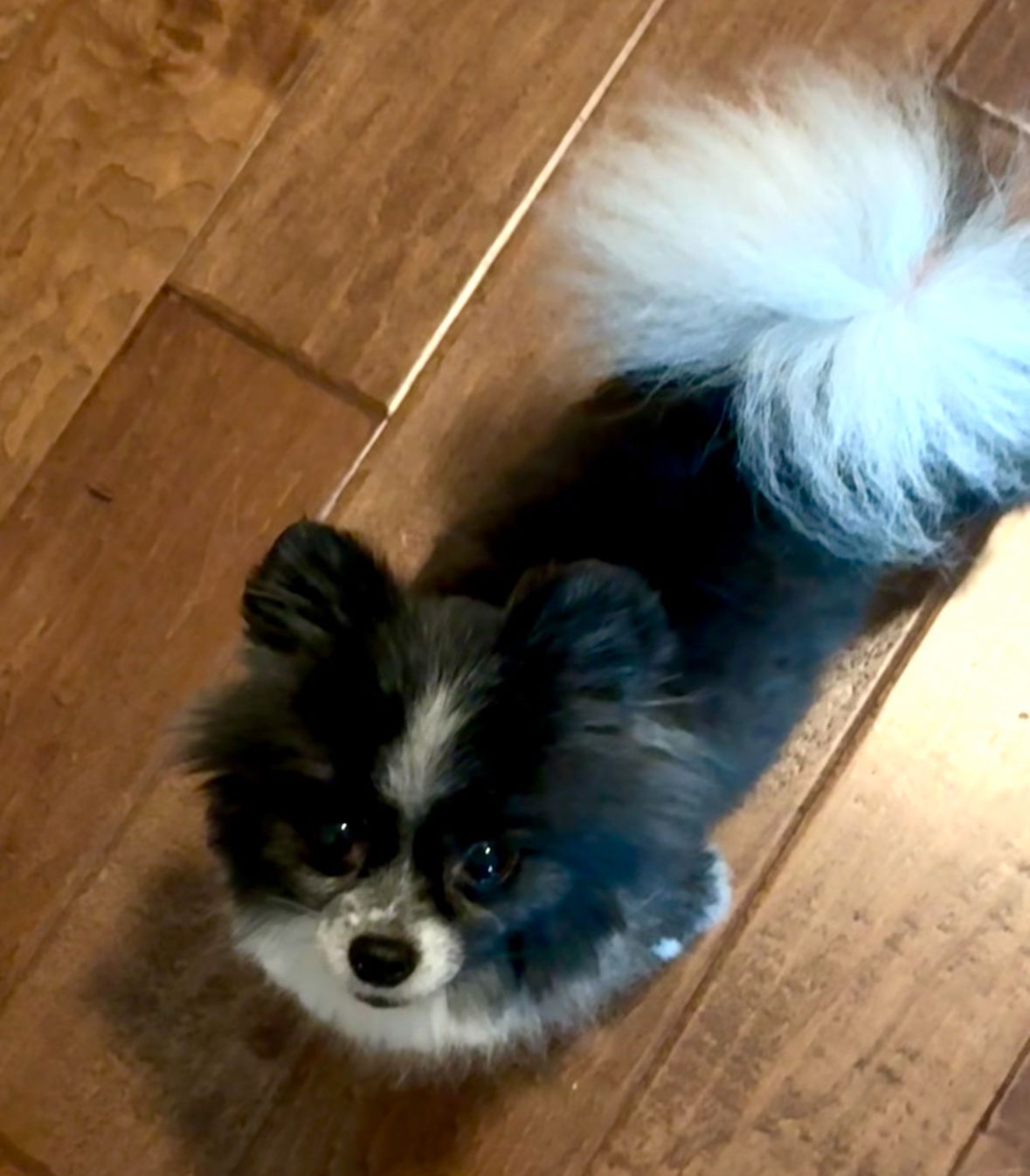 Chanel - Pomeranian