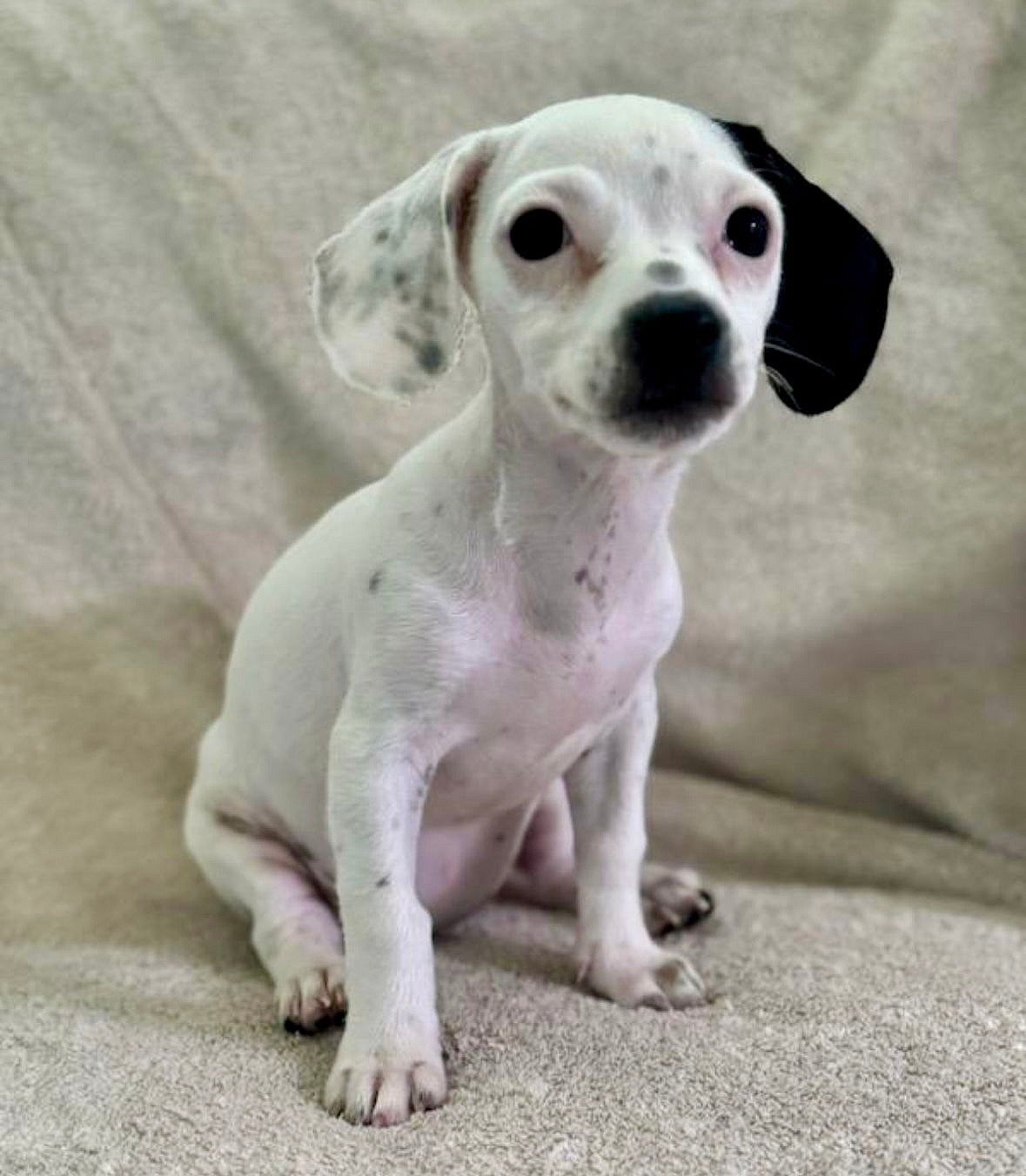 Halloweentown: Marnie