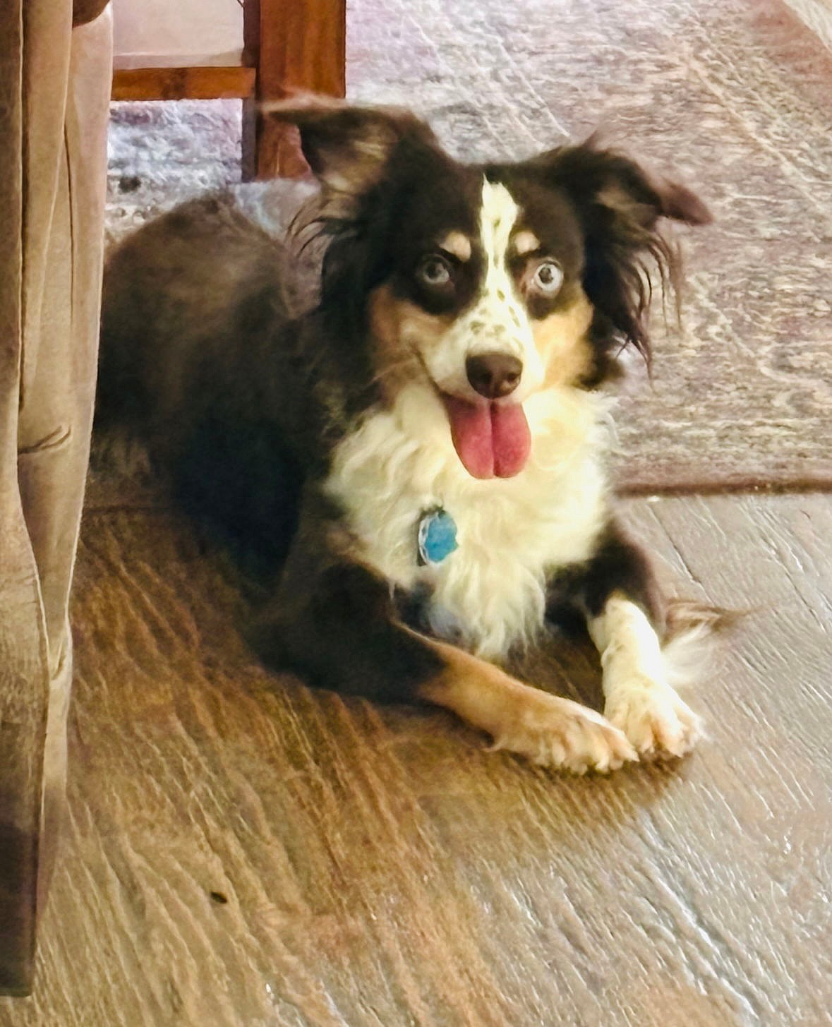 Layla - Australian Shepherd