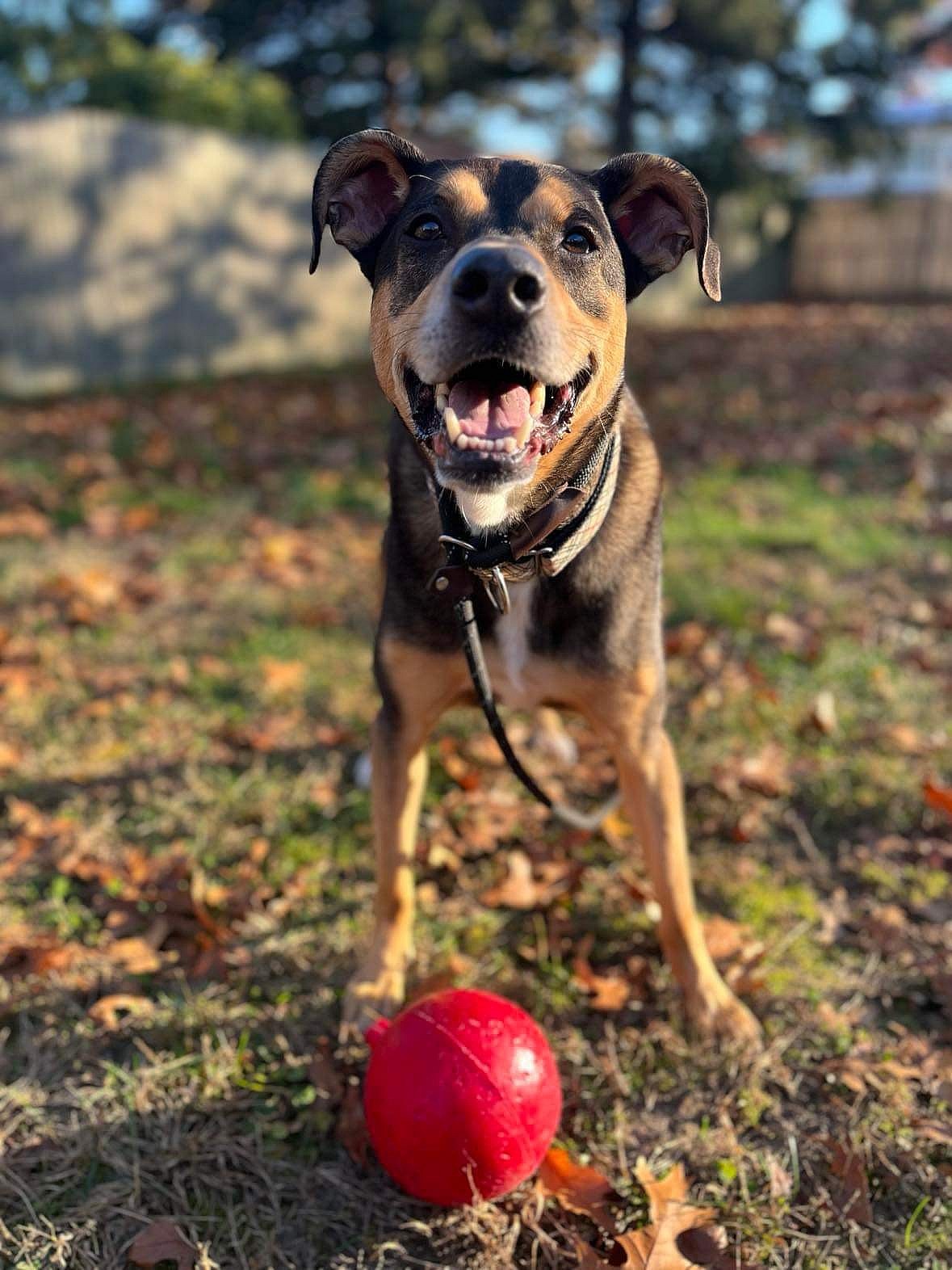 Bandit up for Adoption