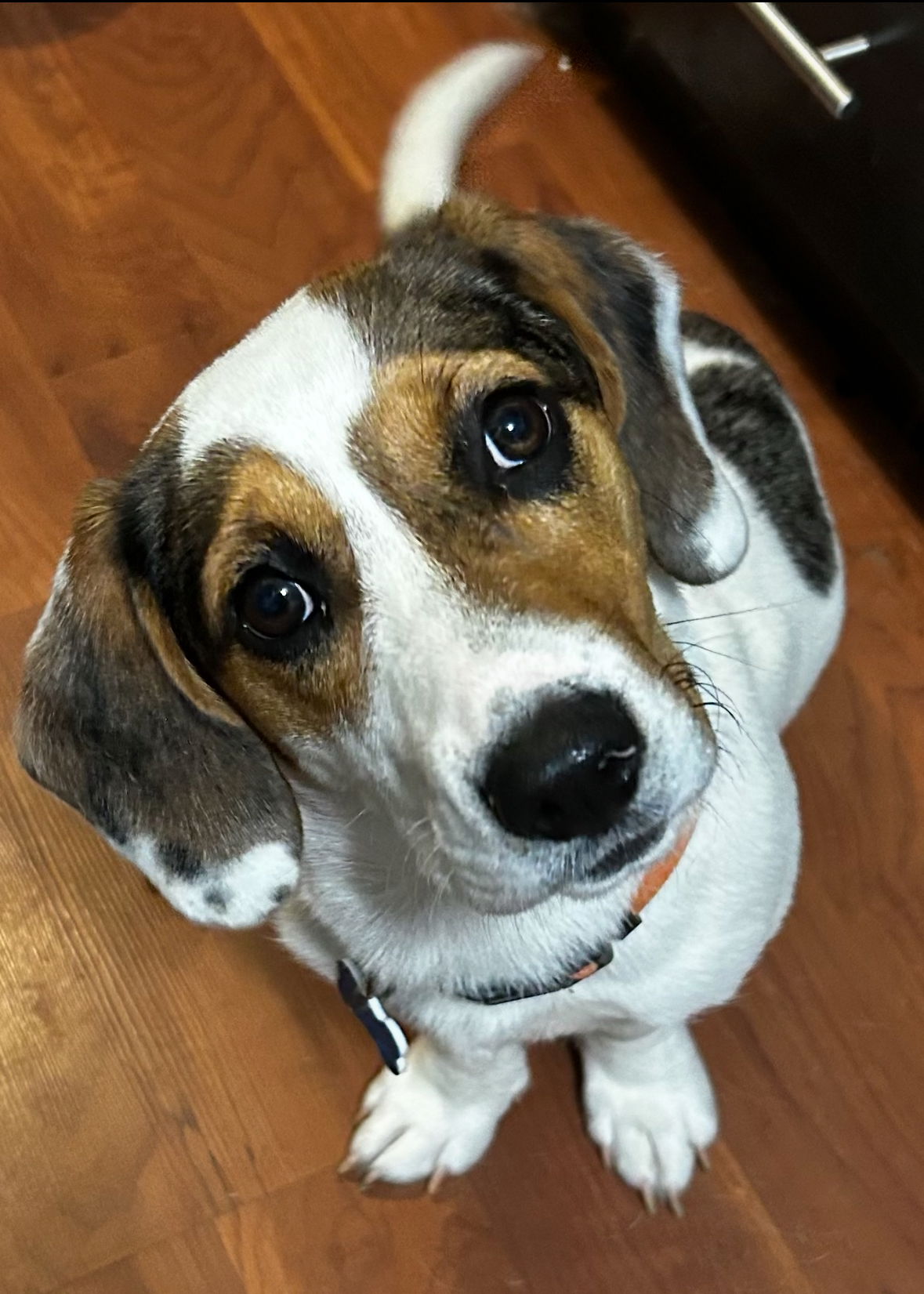 Darby - Beagle