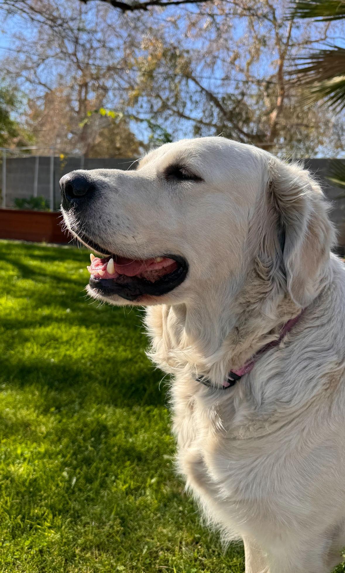 DAISY MAE