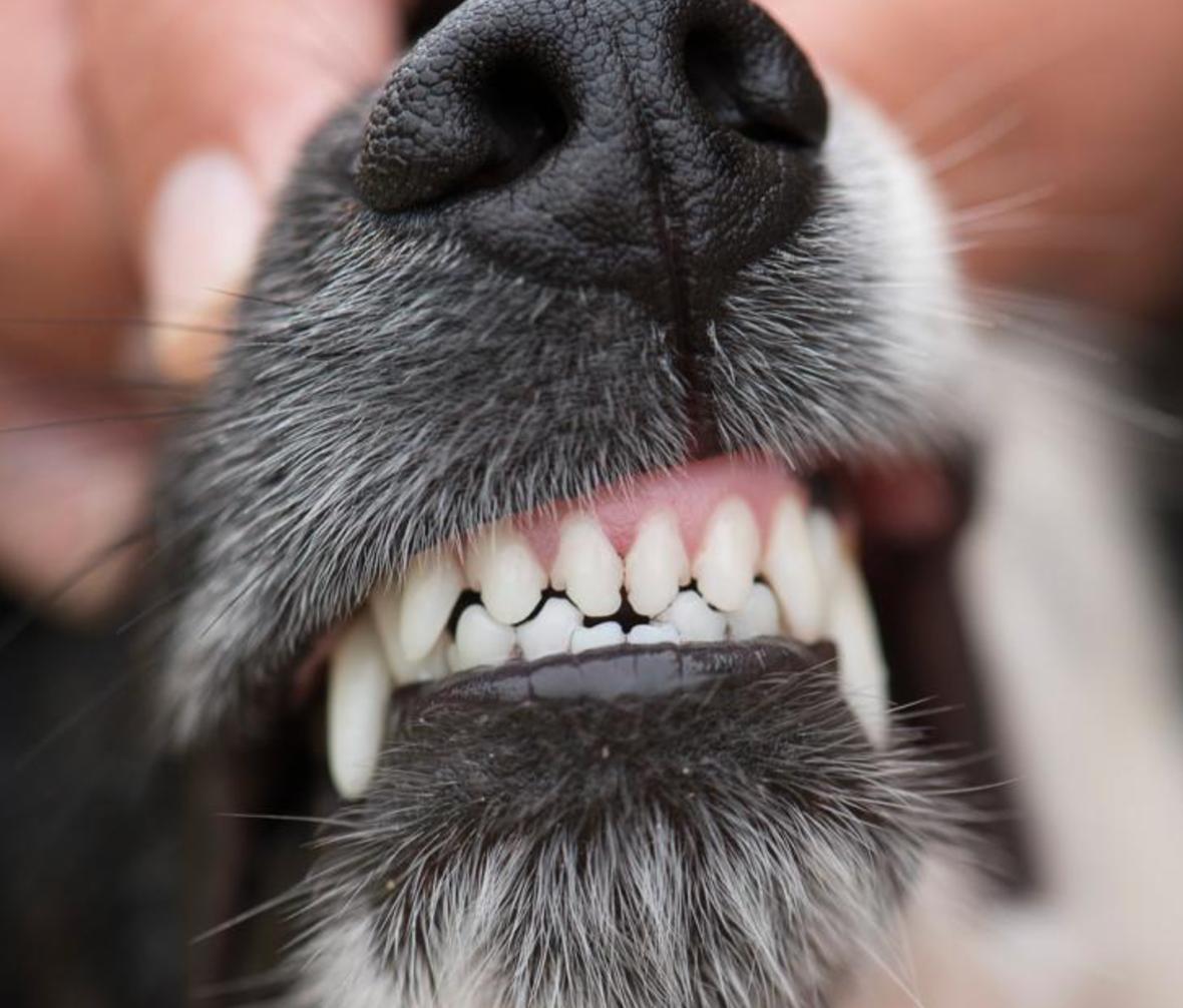 dog body language - How to Calm Your Reactive Dog