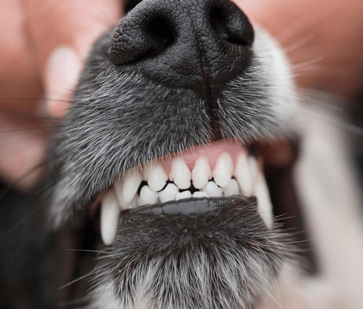 dog body language - How to Calm Your Reactive Dog