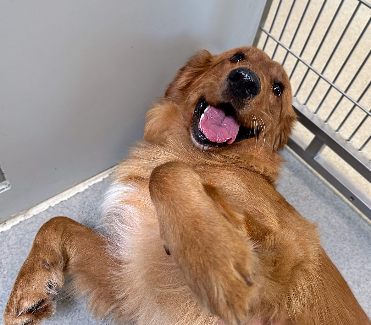 Sitting With Dogs: Teddy the Golden Retriever - This Chocolate Lab Was Neglected For YEARS