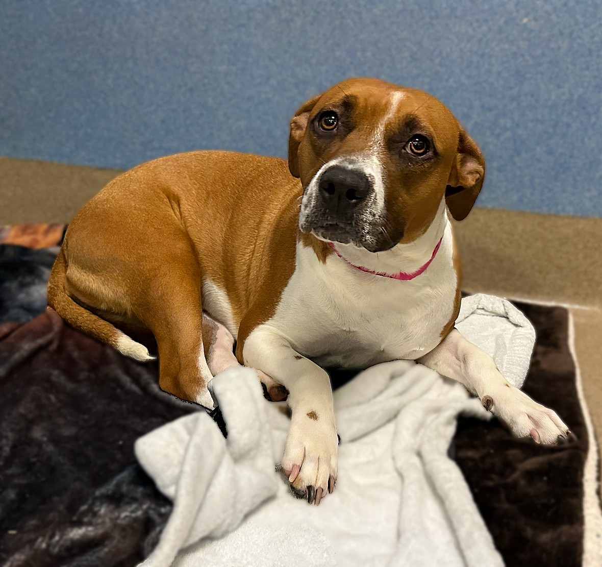 Sitting with dogs: Daisy