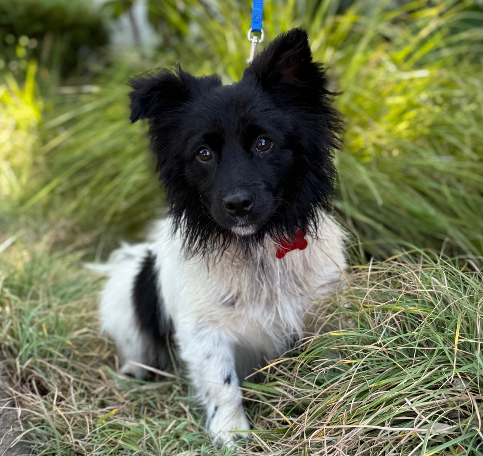 Hammock - Pomeranian