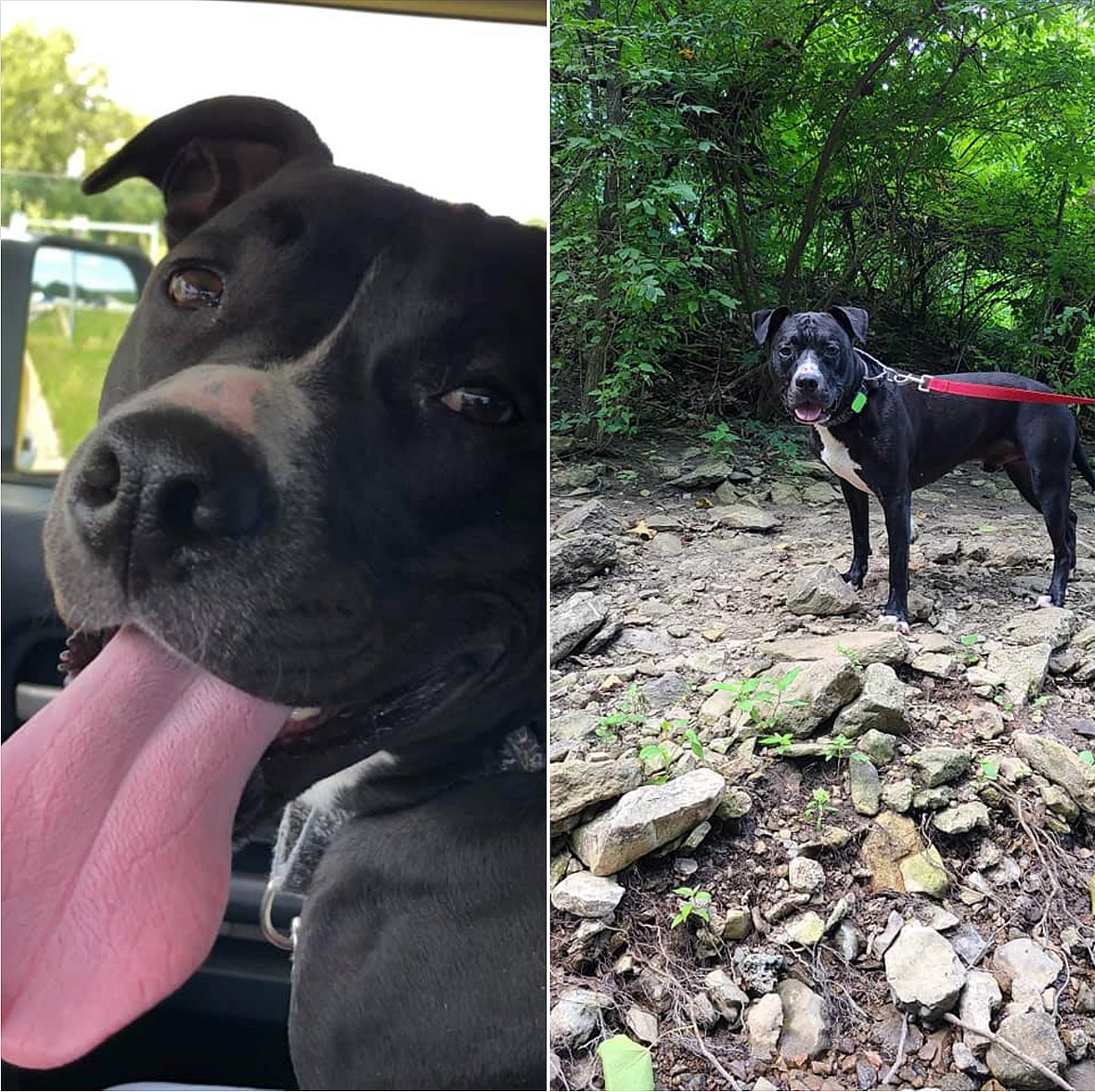 On-Demand Dog Programs