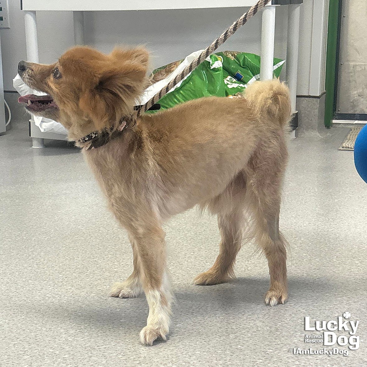 Cinnamon - Pomeranian