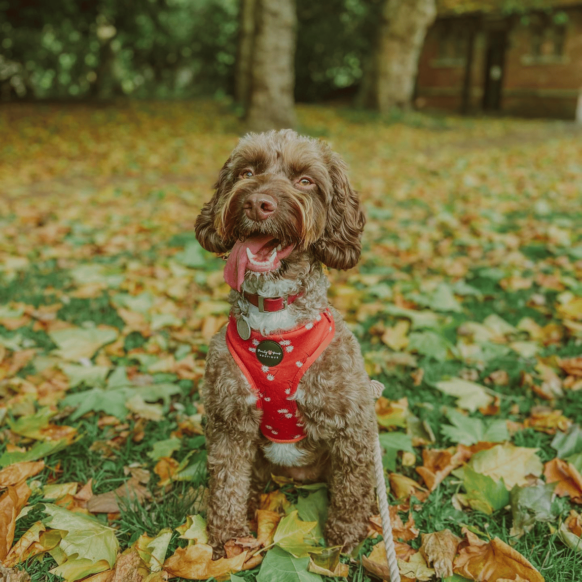 Lucy the mini sproodle