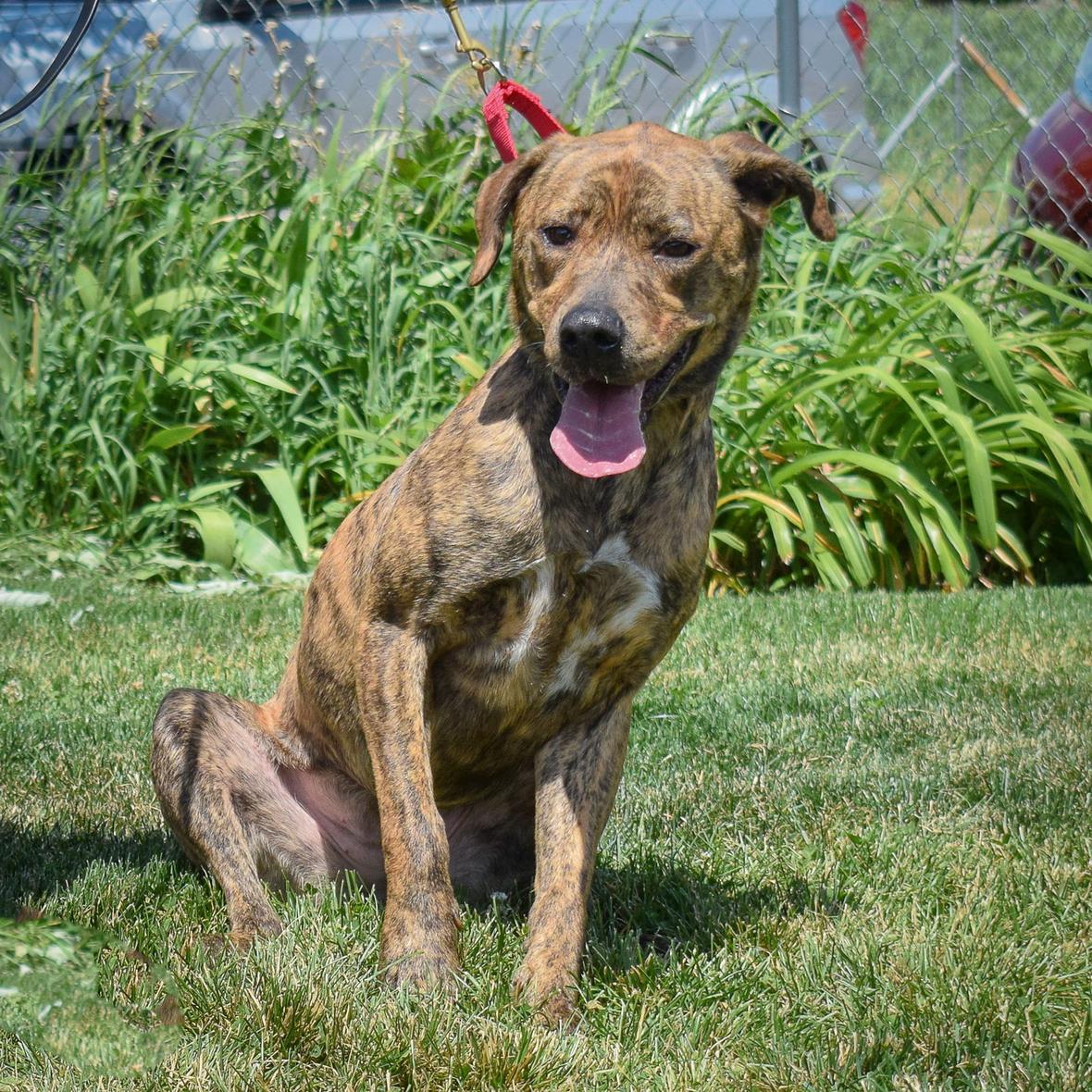 Nala