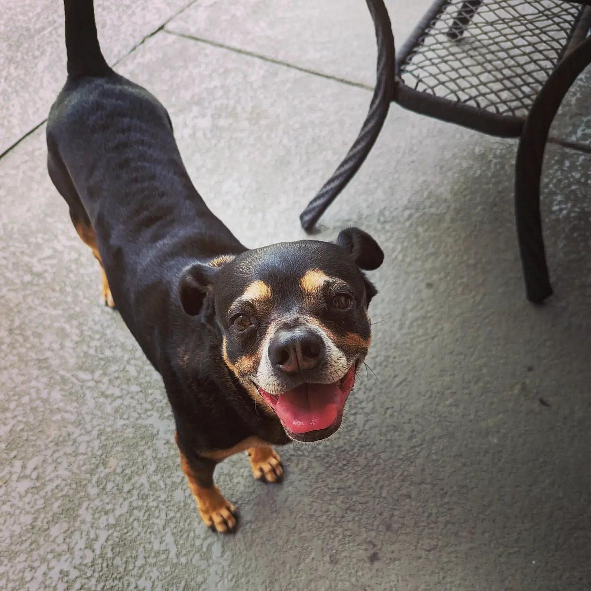 Rottweiler Chihuahua Mix