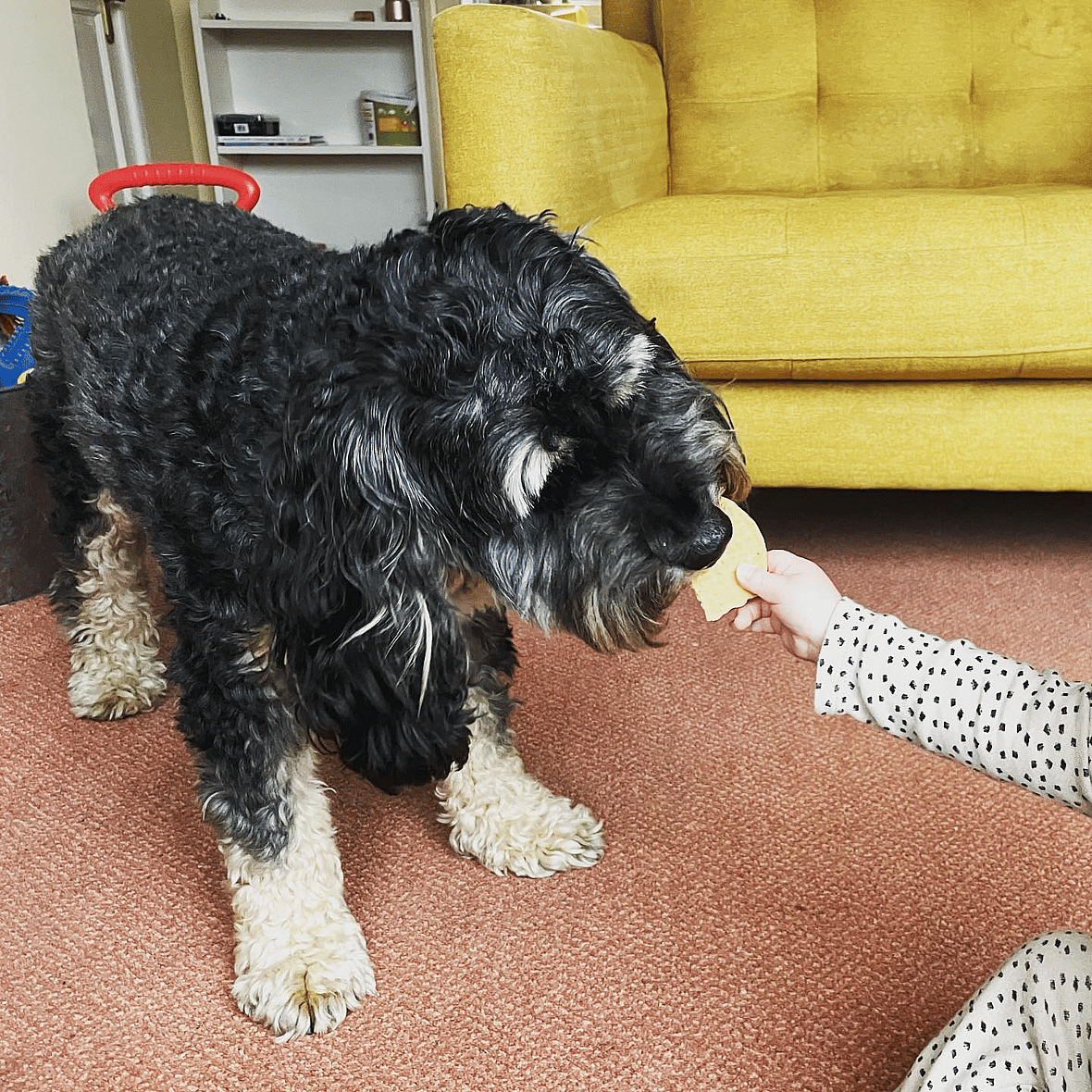 Jed Barklett the sproodle