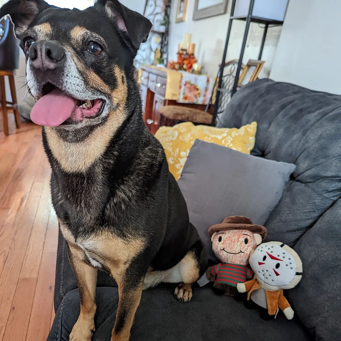 Rottweiler Chihuahua Mix 