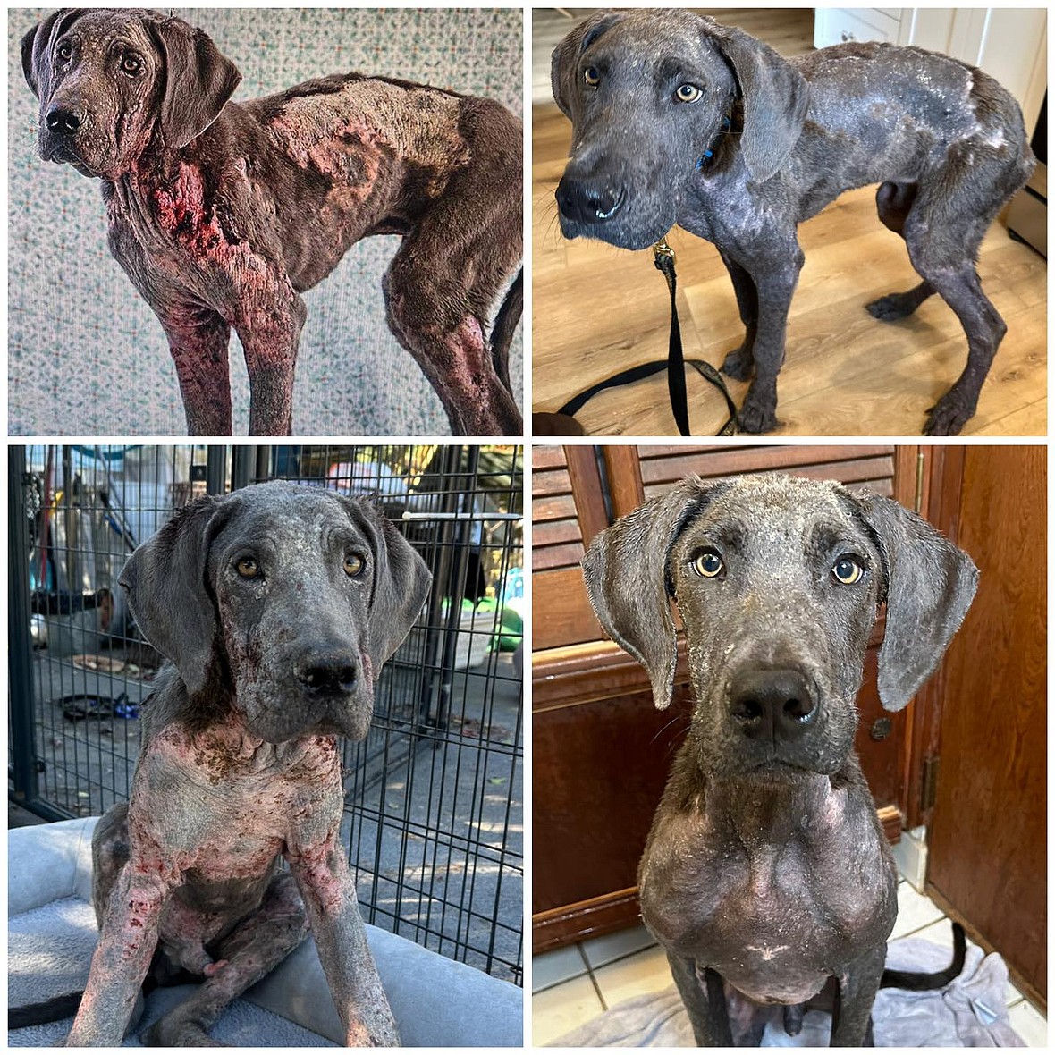 Great Dane Survives Severe Neglect & a Rare Condition, Now Seeks Loving Home