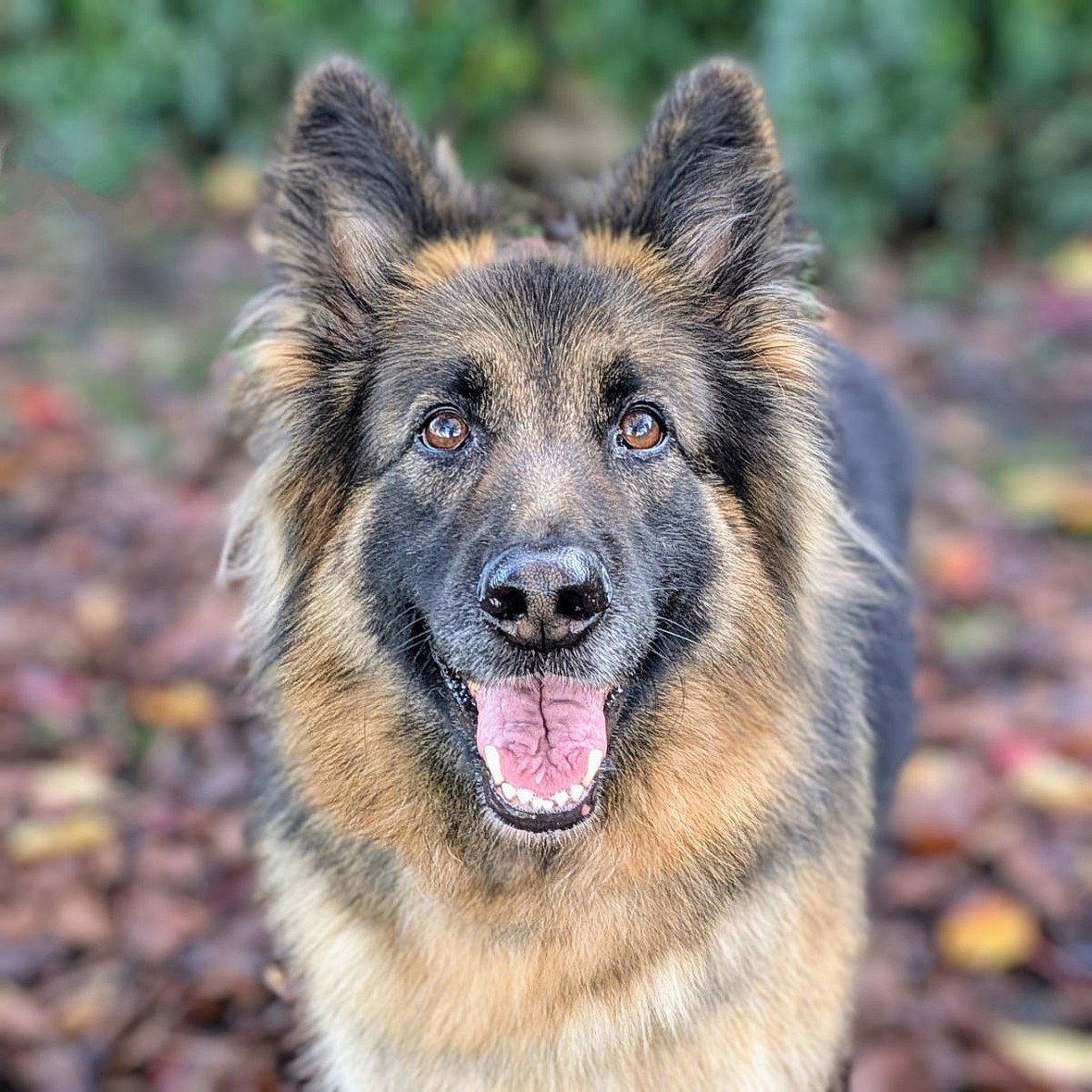 Kiko