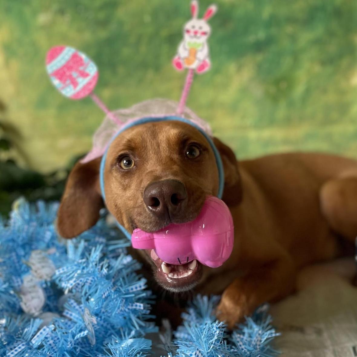 'Dazzling' Puppies Abandoned at Boarding Have Waited Months for a Home