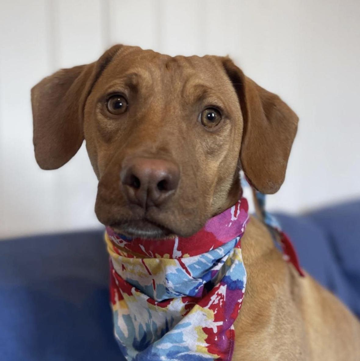 'Dazzling' Puppies Abandoned at Boarding Have Waited Months for a Home