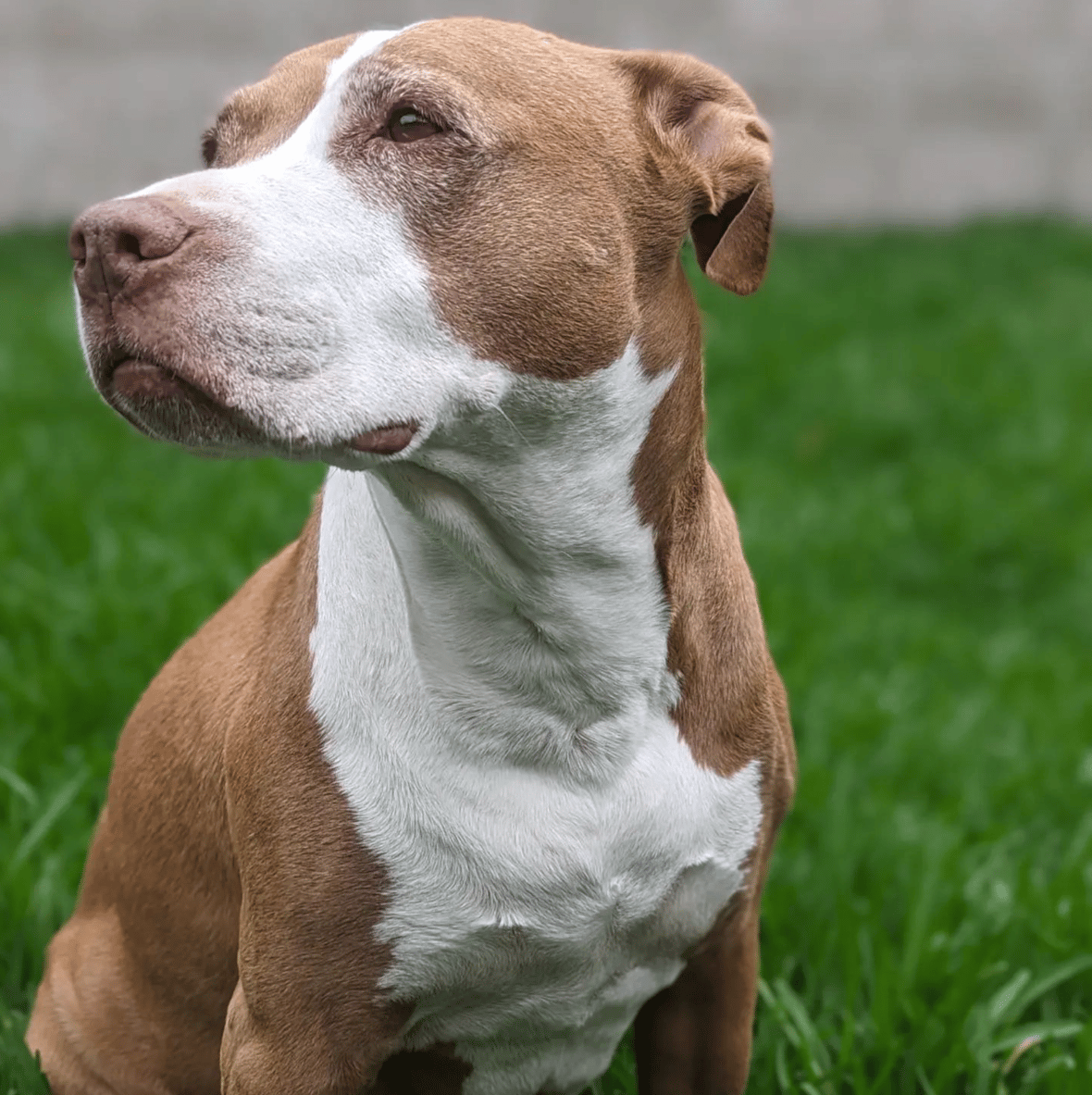 Celebrities Own Pitbulls - Wil Wheaton