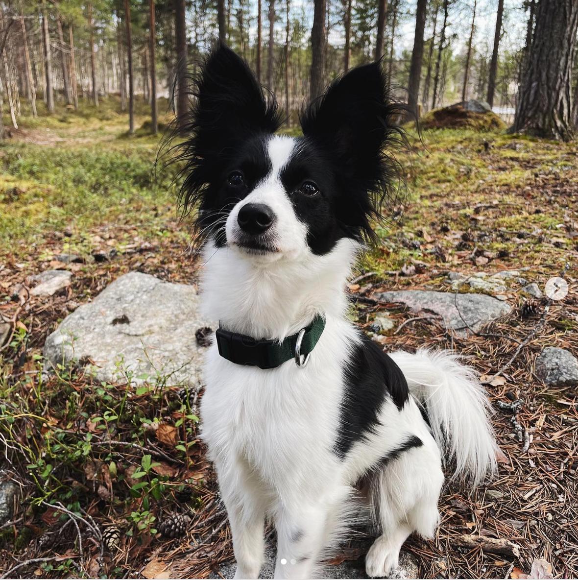 Enzo The Papipoo