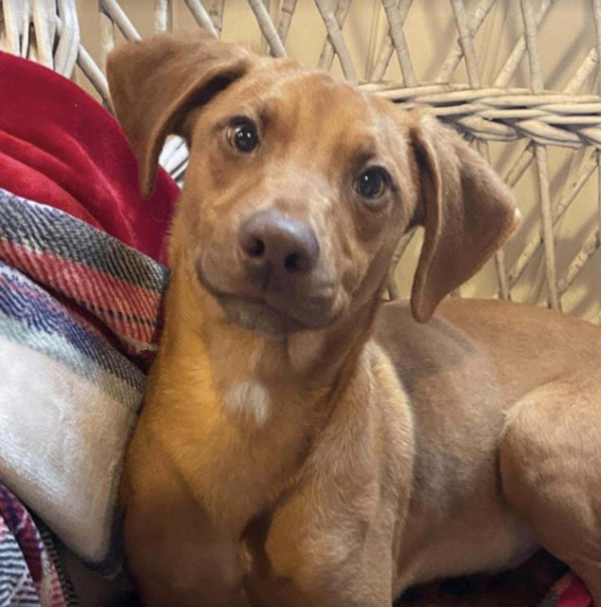 'Dazzling' Puppies Abandoned at Boarding Have Waited Months for a Home