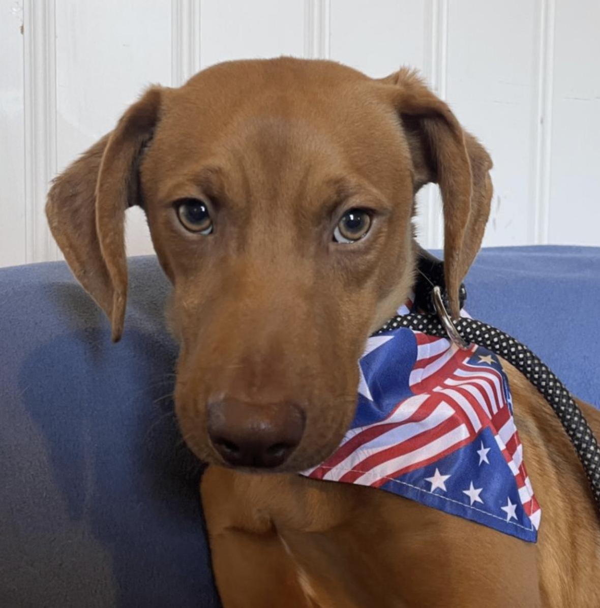 'Dazzling' Puppies Abandoned at Boarding Have Waited Months for a Home