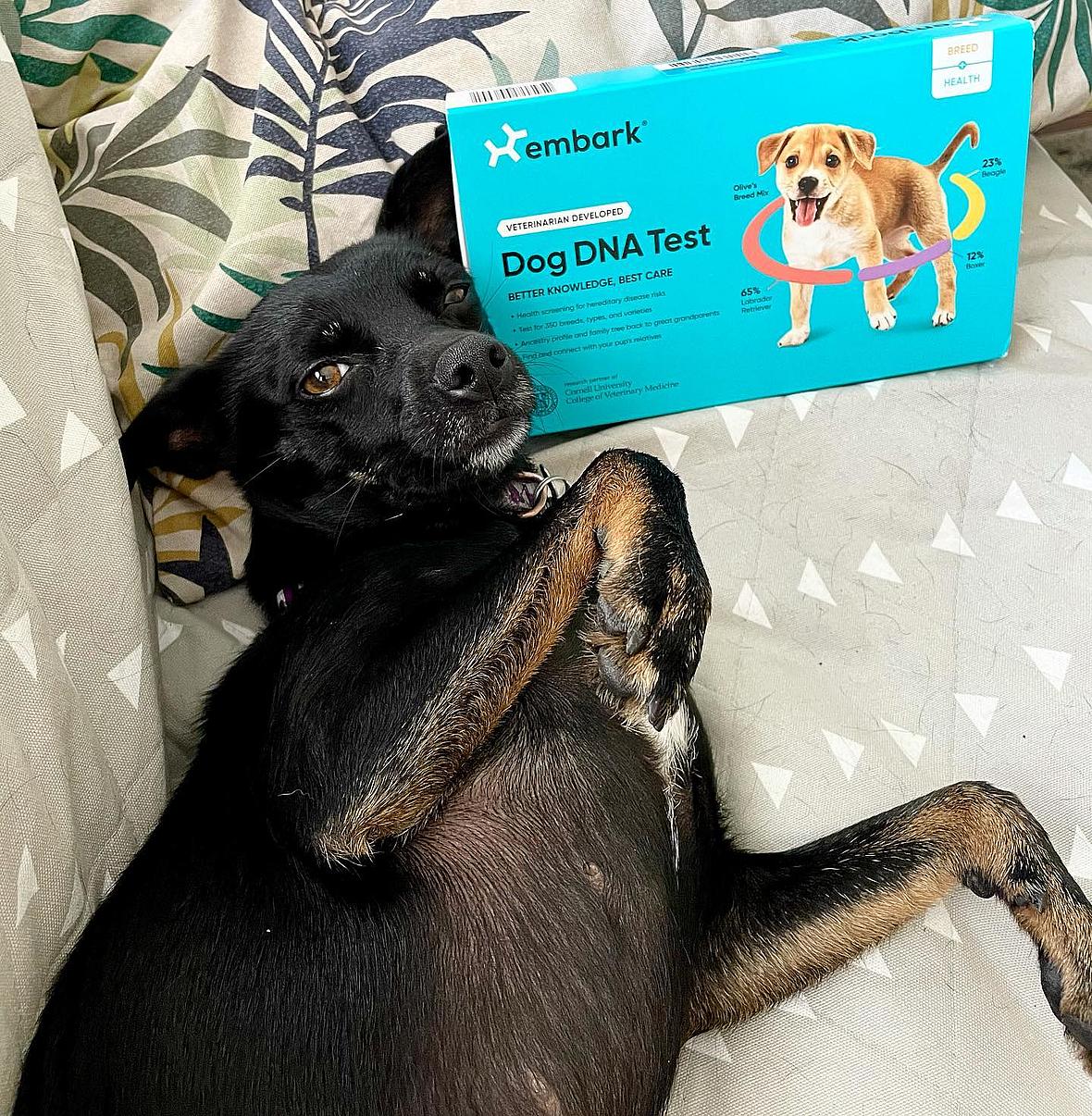Rottweiler Chihuahua Mix