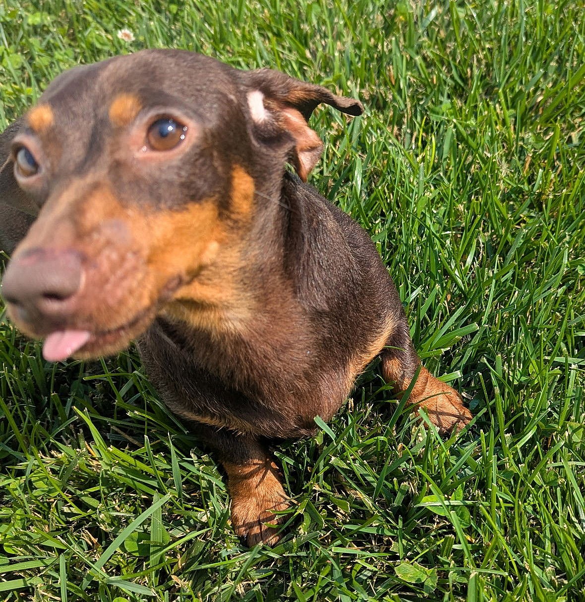 Starla in TN - Dachshund