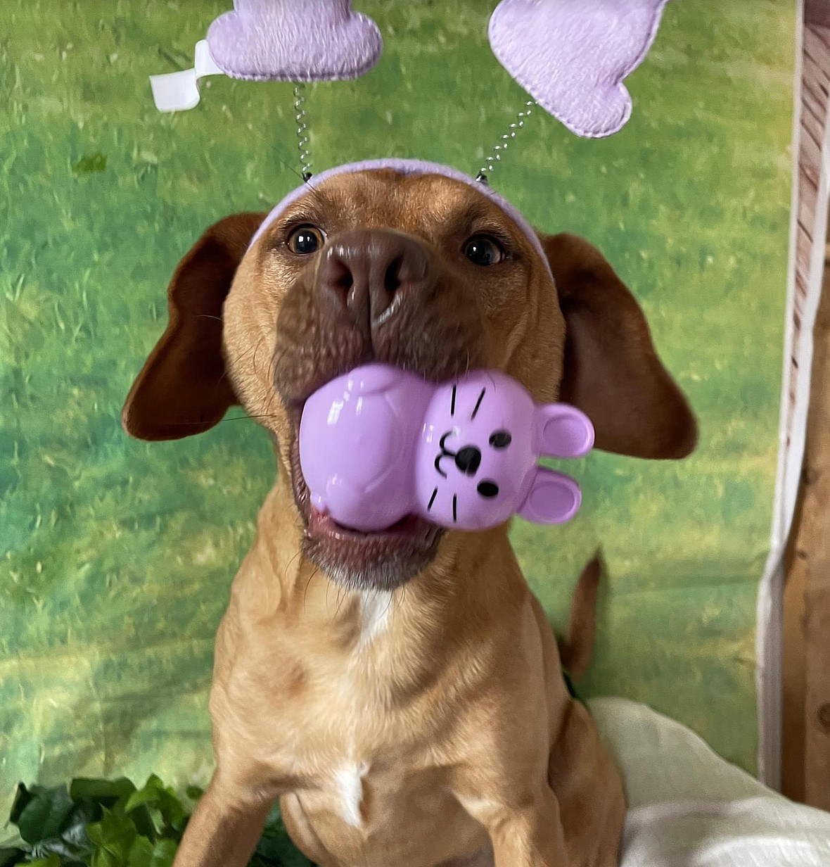 'Dazzling' Puppies Abandoned at Boarding Have Waited Months for a Home