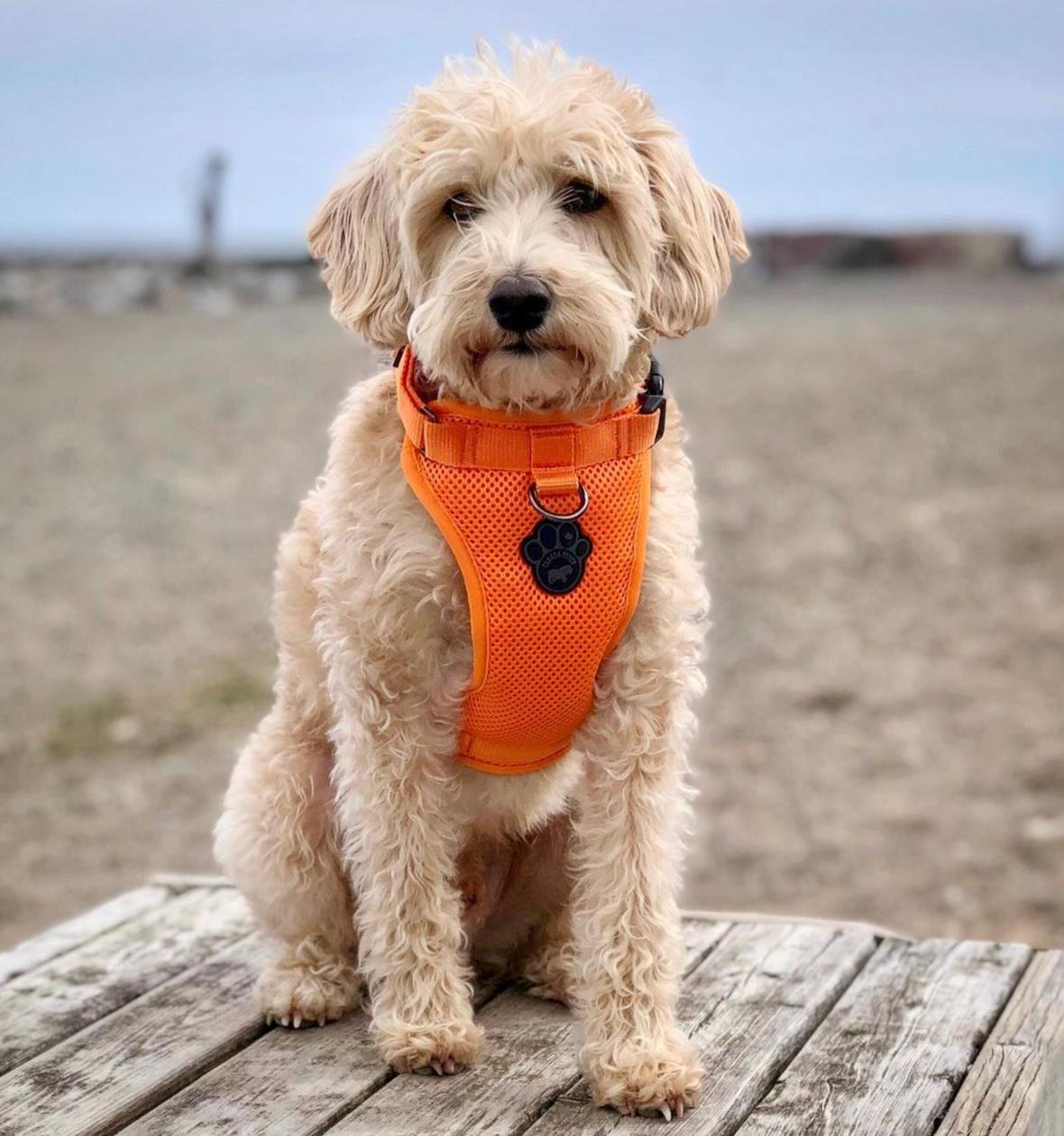 Max the Westiepoo