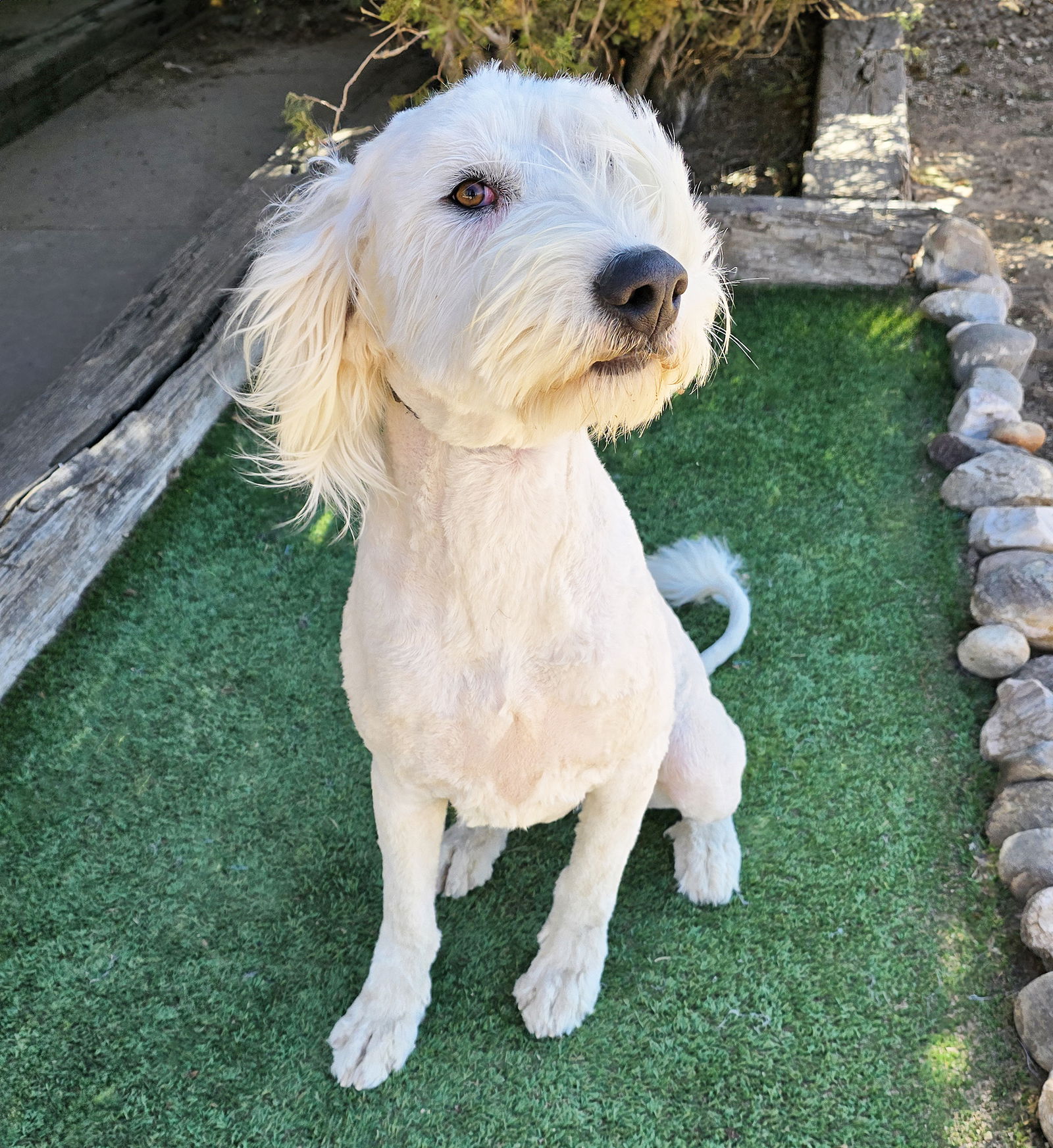 Pick Cotton ~ Superb SheepaDoodle = O La La !