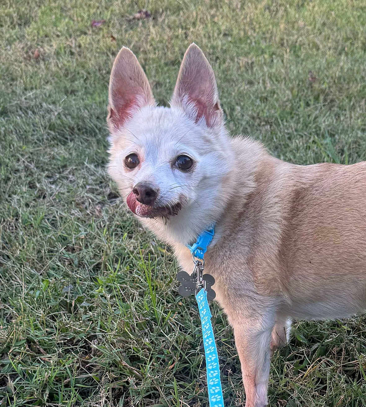 Lil Lady [bonded to Squeaky]