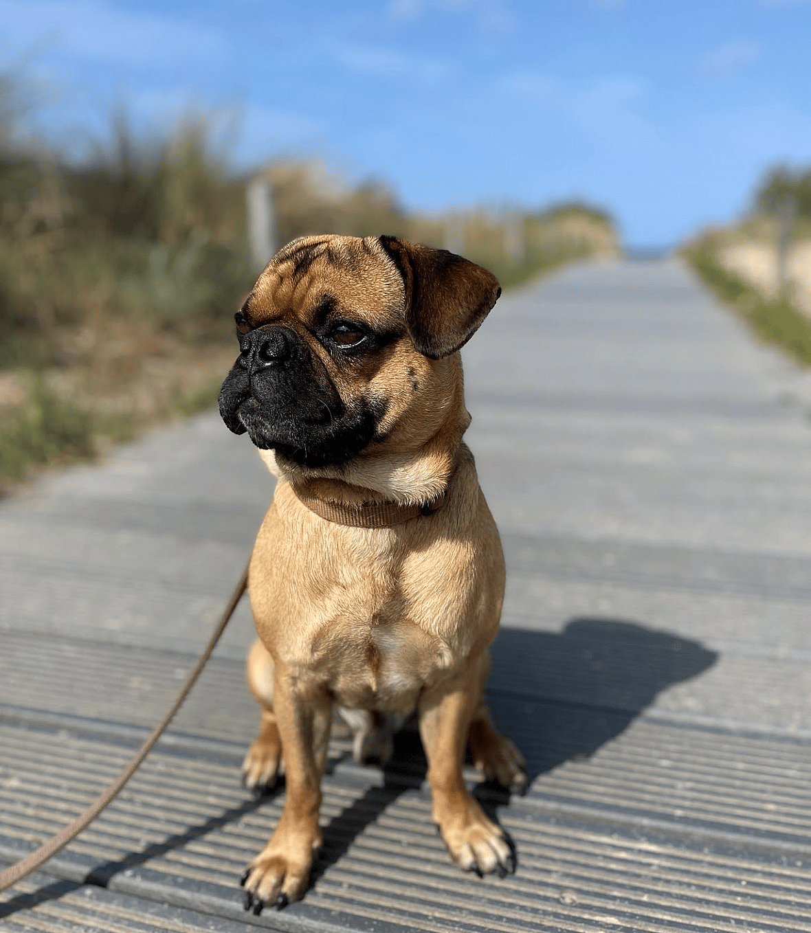 Hugo the retro pug