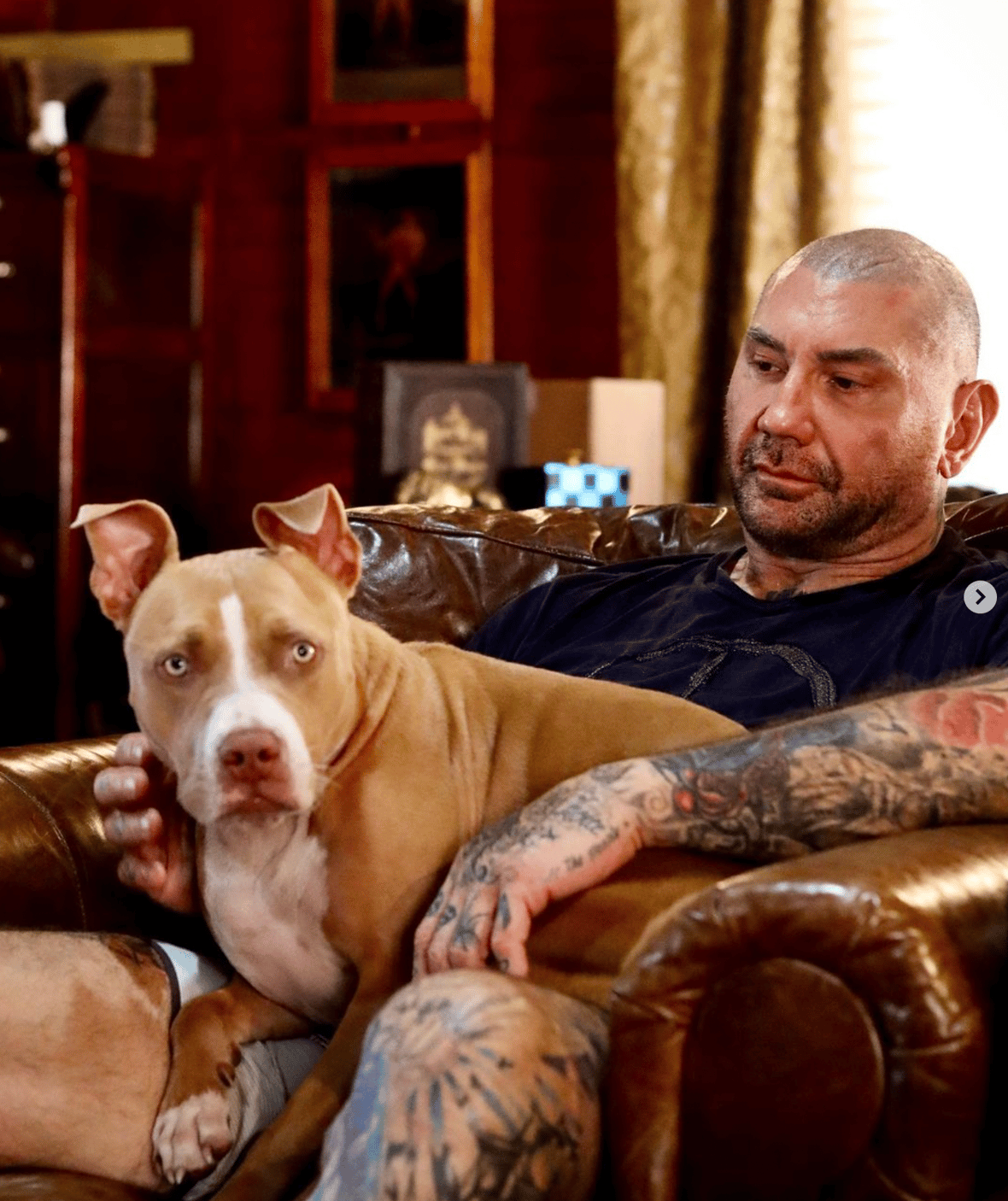 Celebrities Own Pitbulls - David bautista and his pitbull
