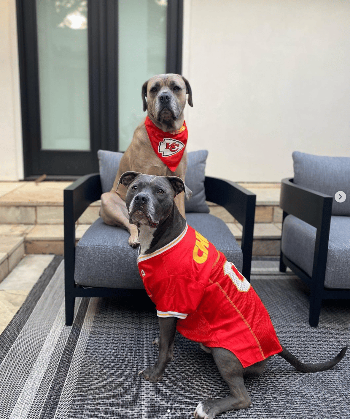 Celebrities Own Pitbulls - Patrick Mahomes