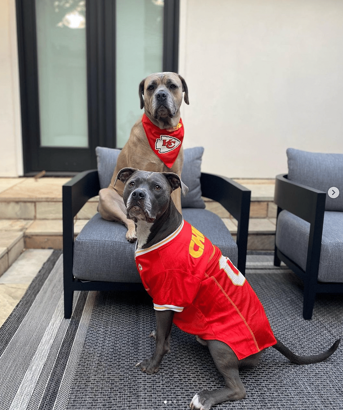 Celebrities Own Pitbulls - Patrick Mahomes