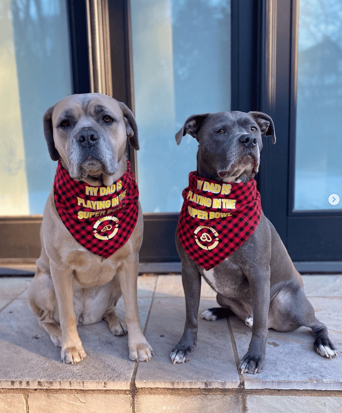 Celebrities Own Pitbulls - Patrick Mahomes