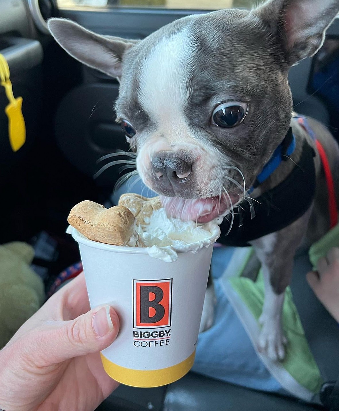 A french bulldog having biggby coffee whipped cream