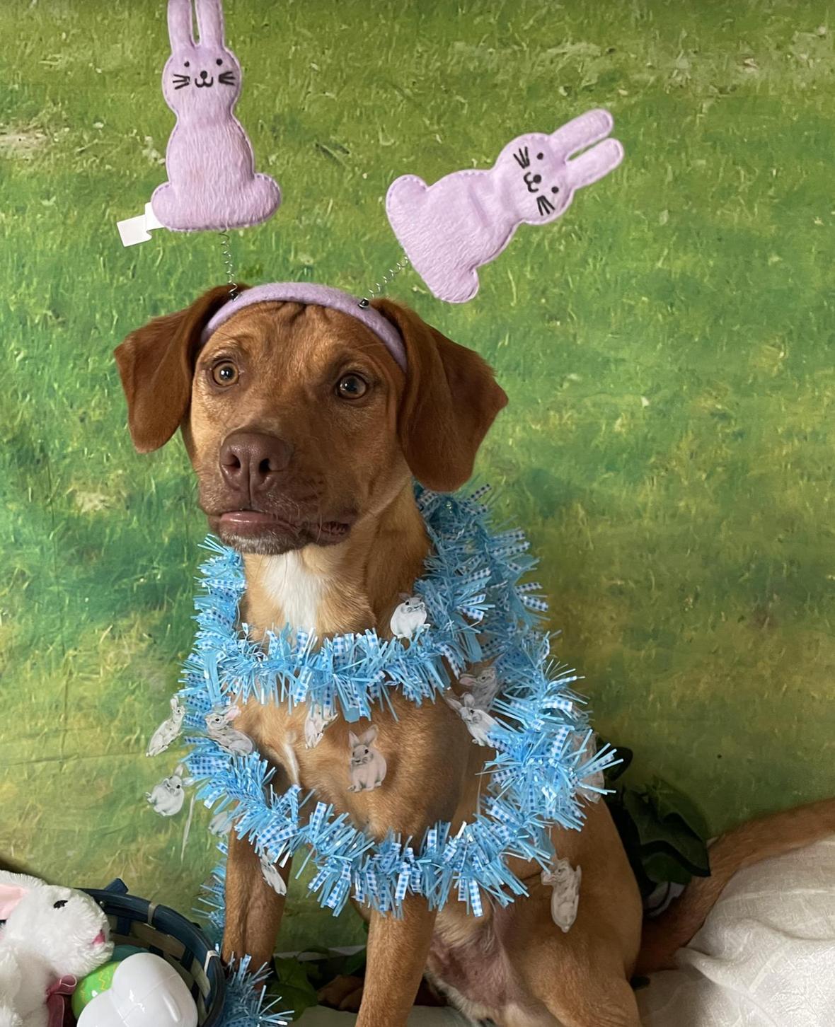 'Dazzling' Puppies Abandoned at Boarding Have Waited Months for a Home
