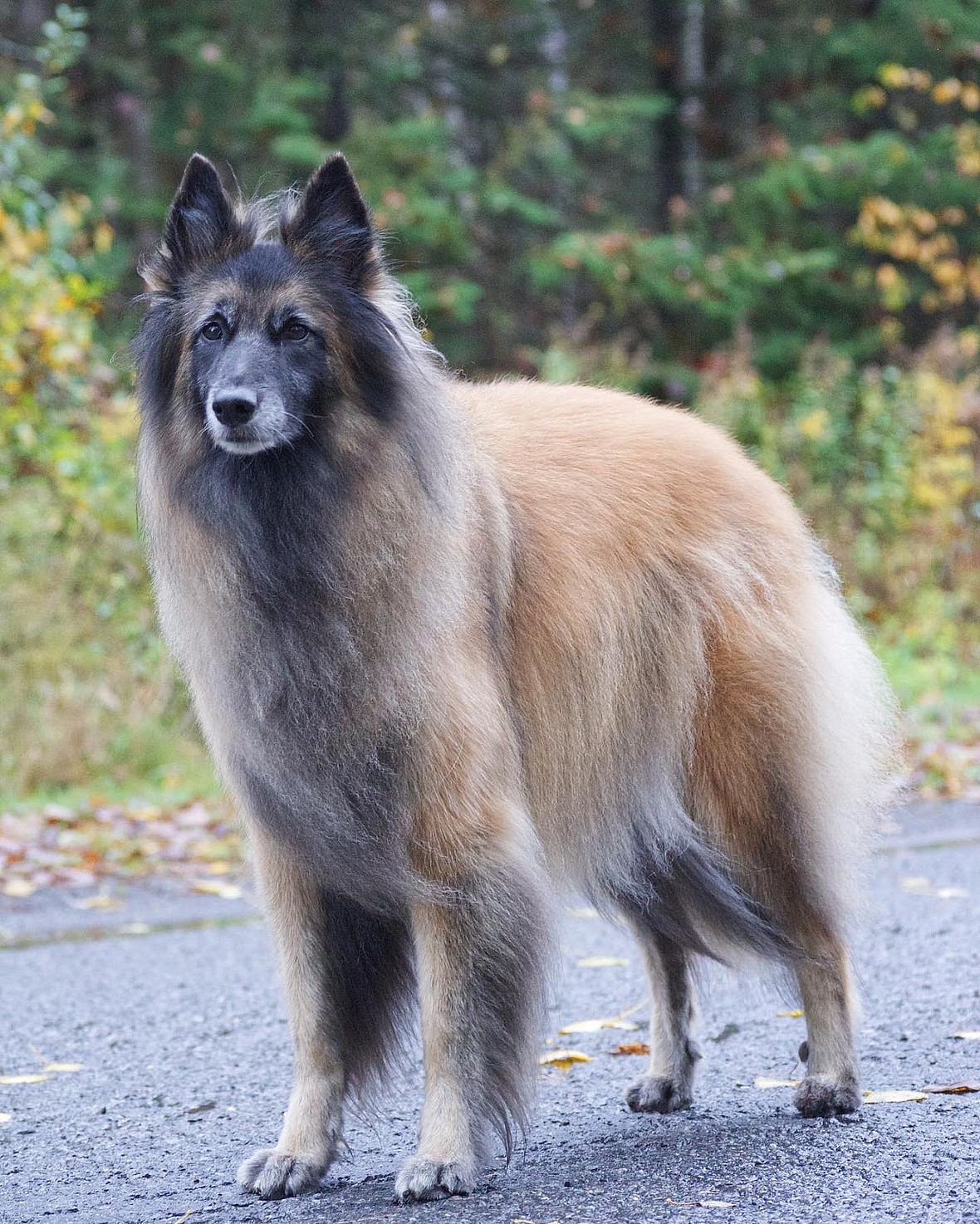 Belgian Tervuren
