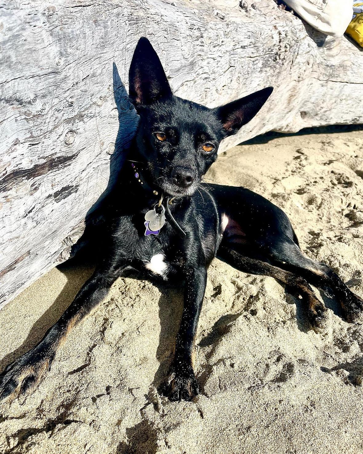 Rottweiler Chihuahua Mix