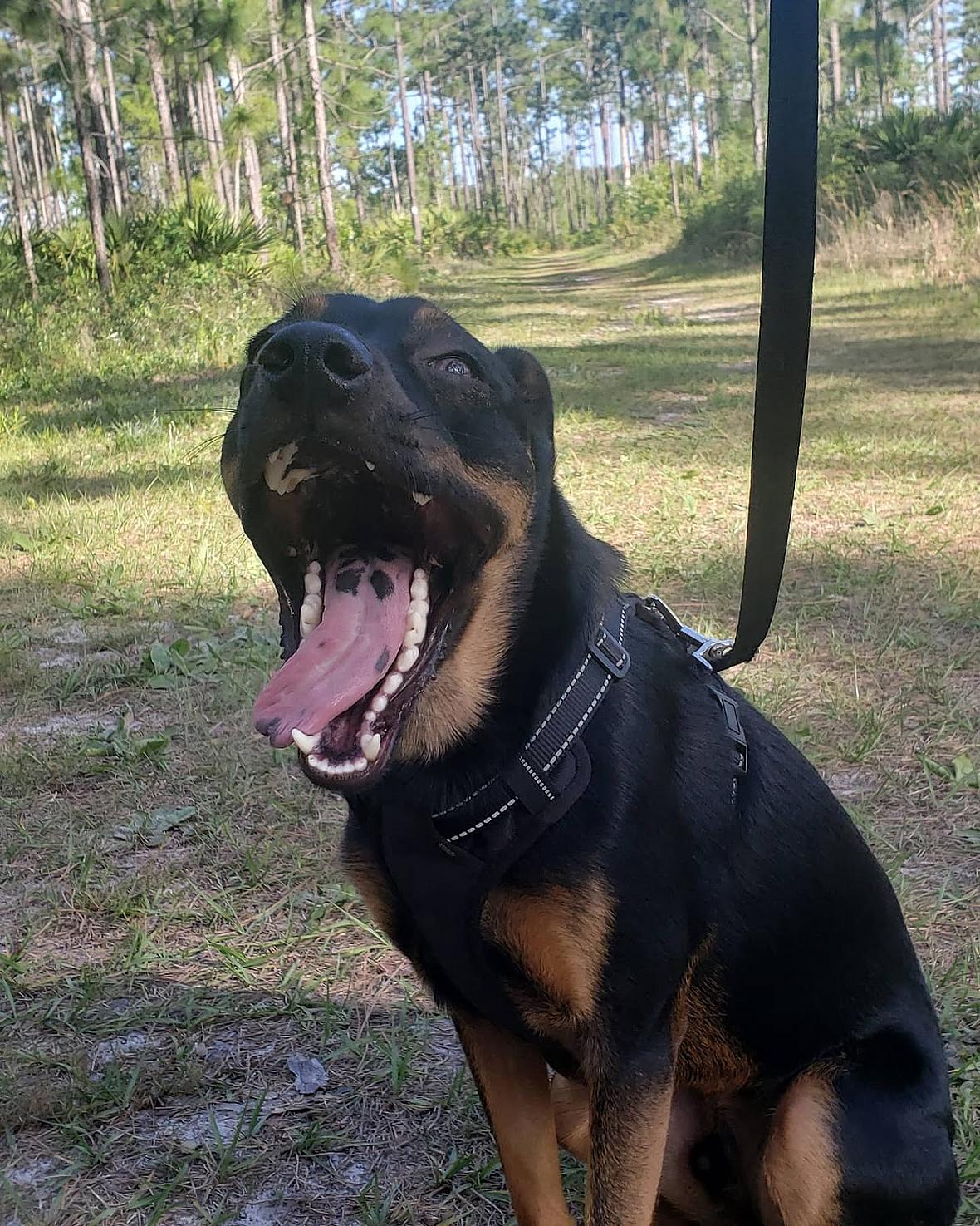 Rottweiler Chihuahua Mix