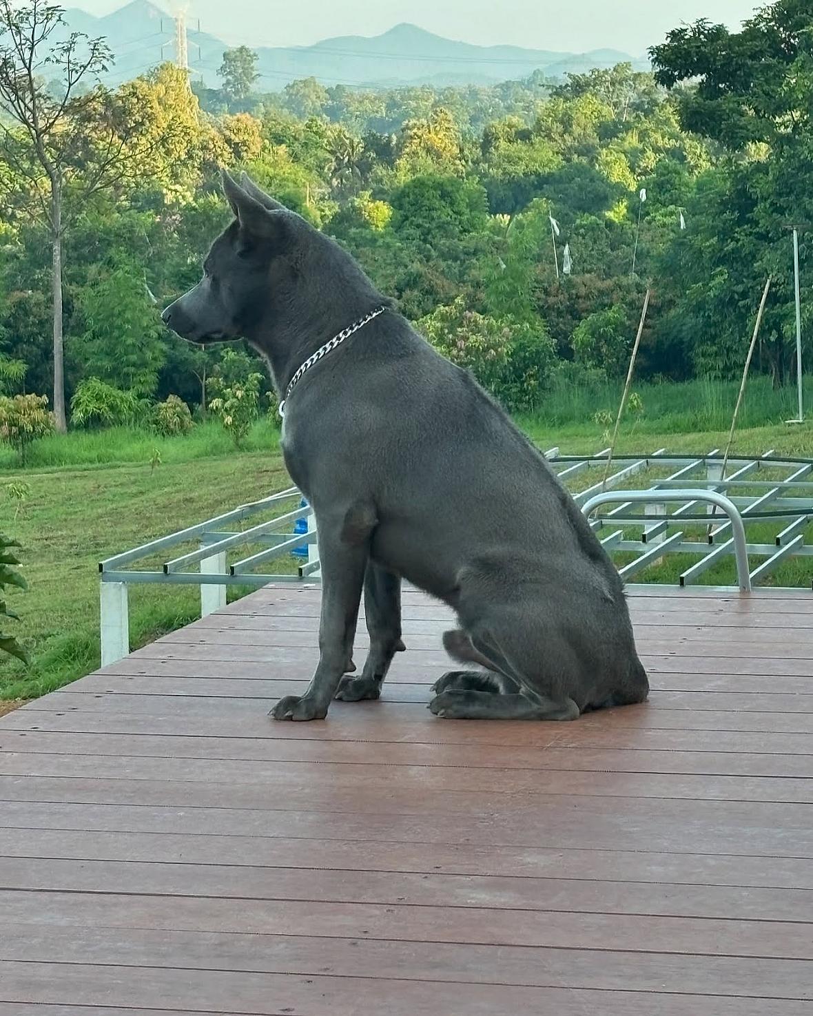 Thai Ridgeback