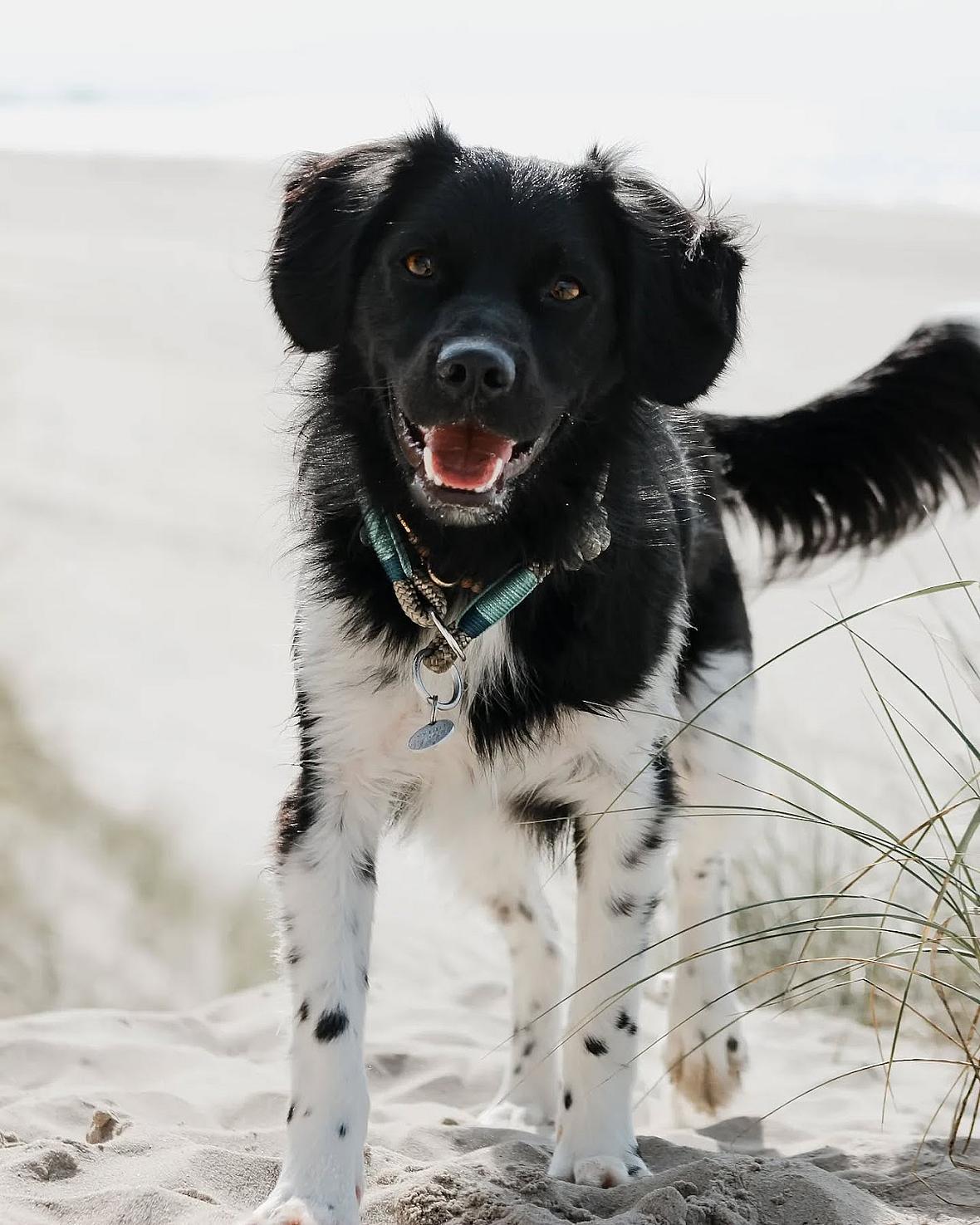 Stabyhoun