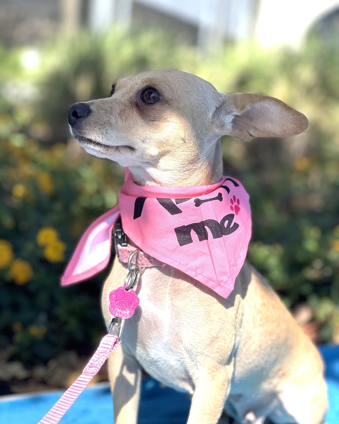 Puppies Find Homes, Leaving Their Heartbroken Mother Behind