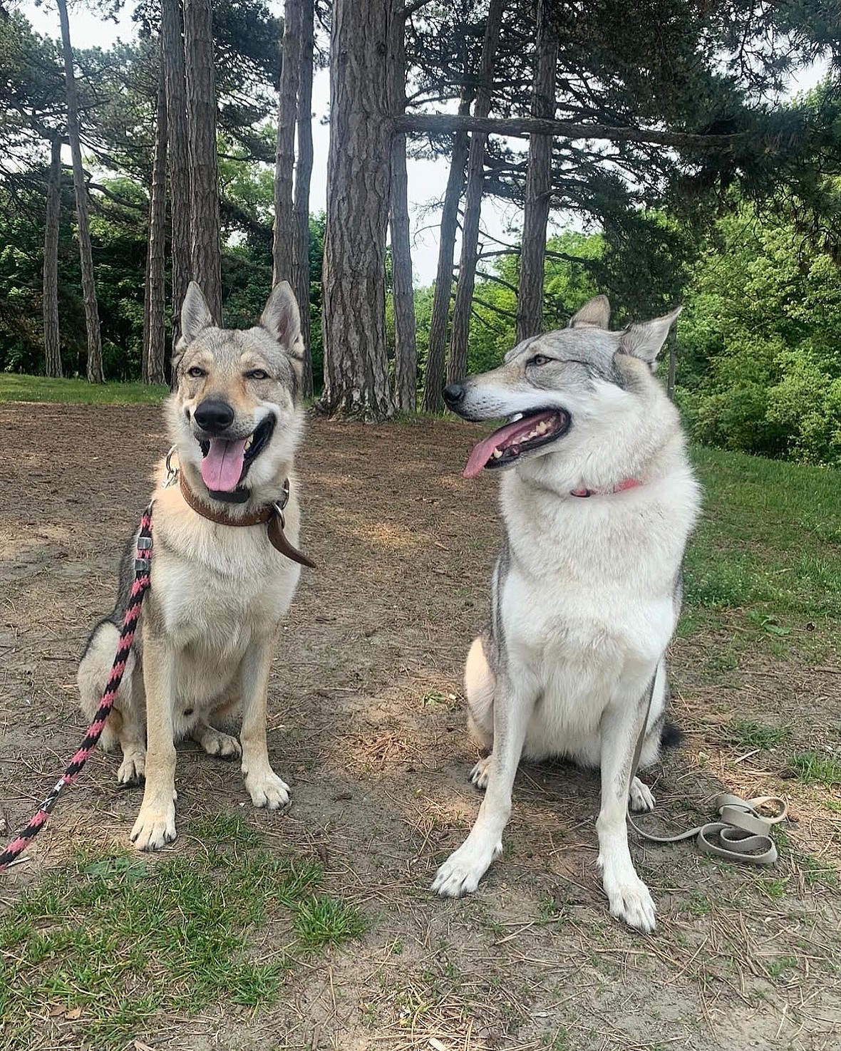 Czechoslovakian Vlcak